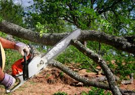 Lawn Pest Prevention in West Pleasant View, CO