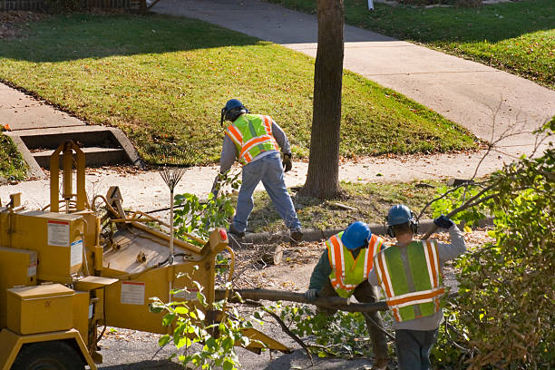 Trusted West Pleasant View, CO Tree Removal Experts